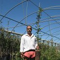 Planta de cornicabra en contenedor de 9 litros
